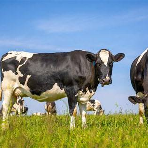 Cow feeding a calf