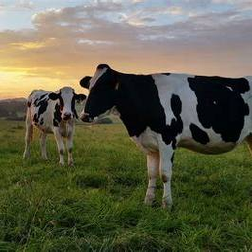 Cow standing in a grassy pasture