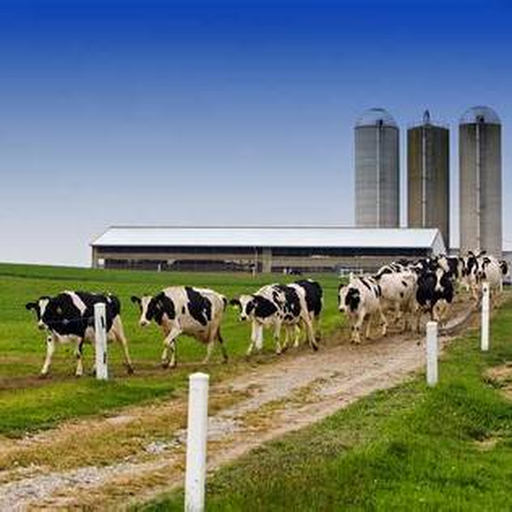 Cows standing together in a farm shed